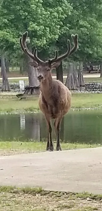Magnolia RV Park and Family Campground Picture 3
