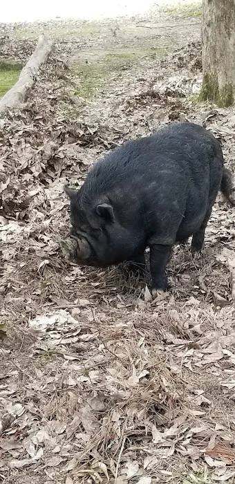 Magnolia RV Park and Family Campground Picture 9