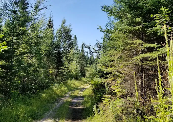Hungryman Forest Campground Picture 6