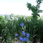 Knutson Dam Campground