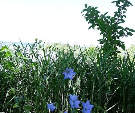 Knutson Dam Campground