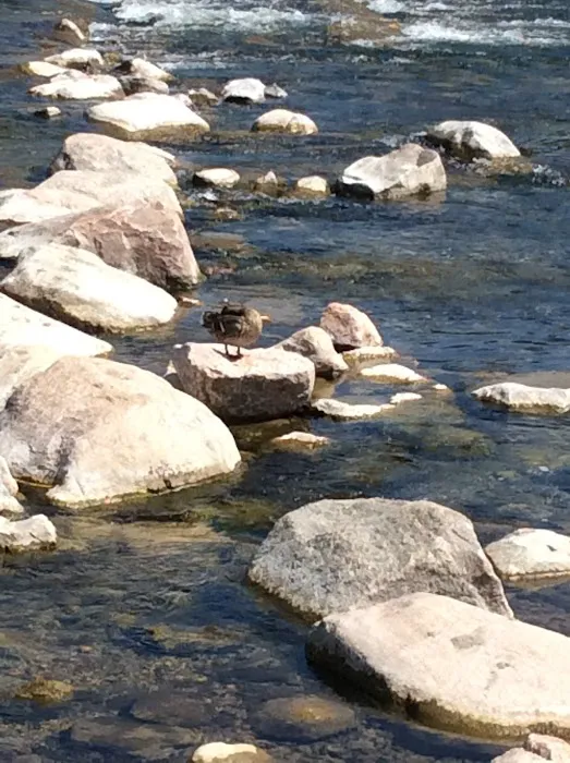 Knutson Dam Campground Picture 6
