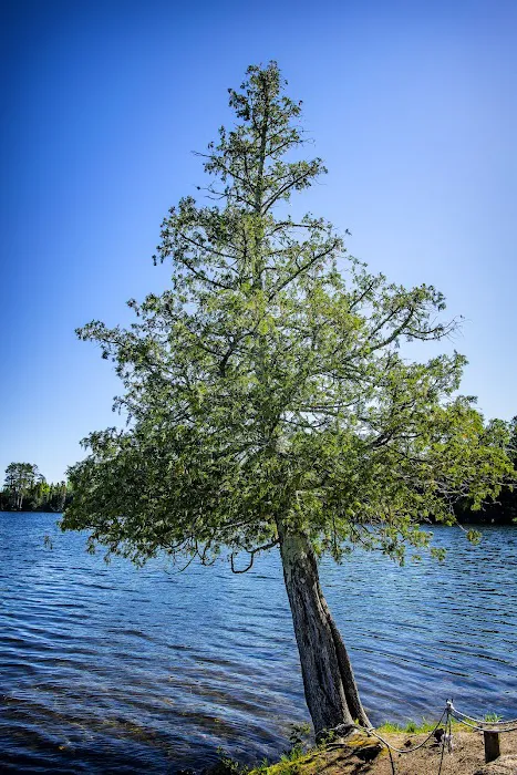 Chase Point Campground Picture 3