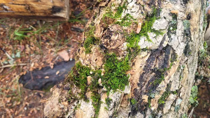 Bass Lake Campground Picture 3