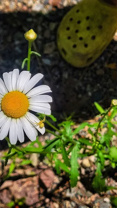 Bass Lake Campground Picture 2