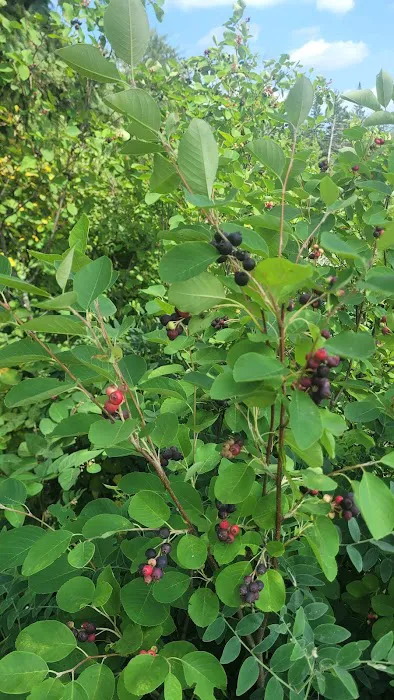 Bass Lake Campground Picture 4