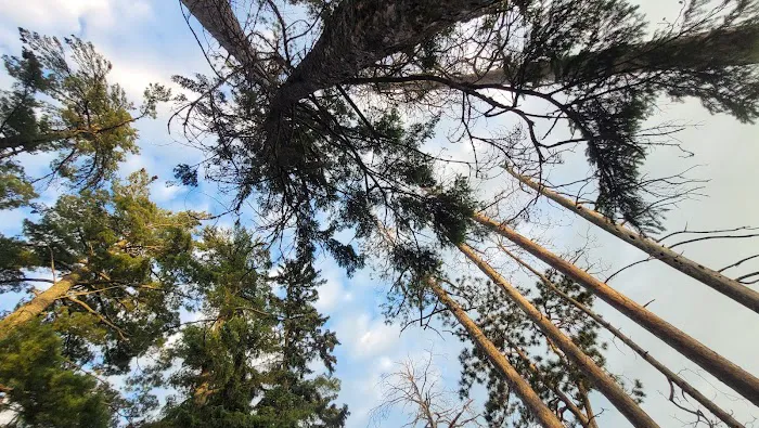 Bass Lake Campground Picture 5