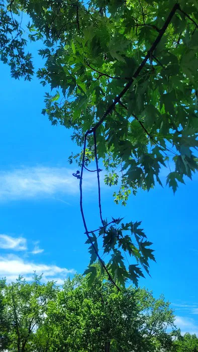 Bass Lake Campground Picture 8