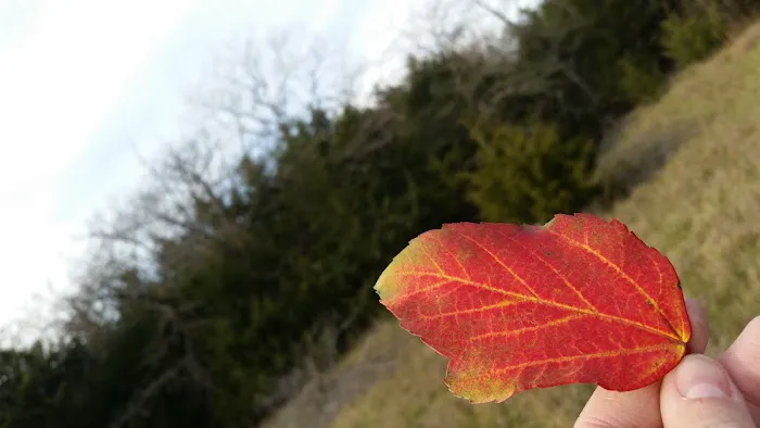 Long O Ranch Picture 6