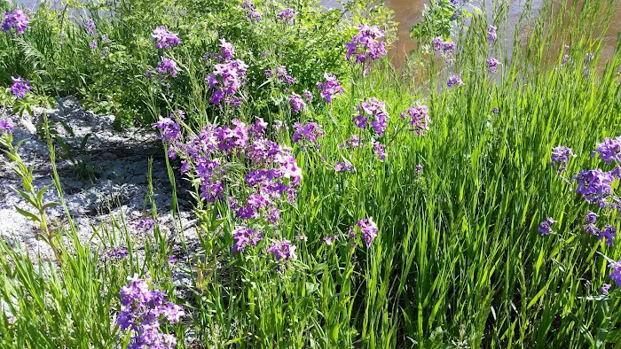 Riverside Park Campground Picture 9