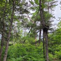 BWCA Campsite #1614 ico