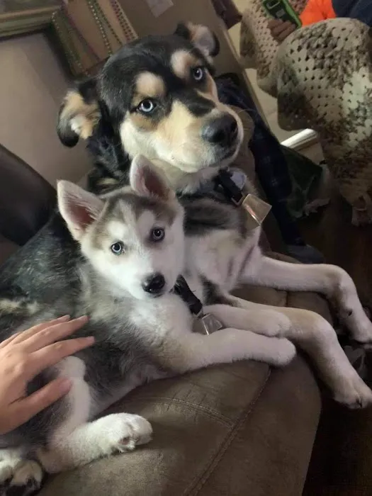 CRYSTAL SPRINGS RV RESORT Picture 10