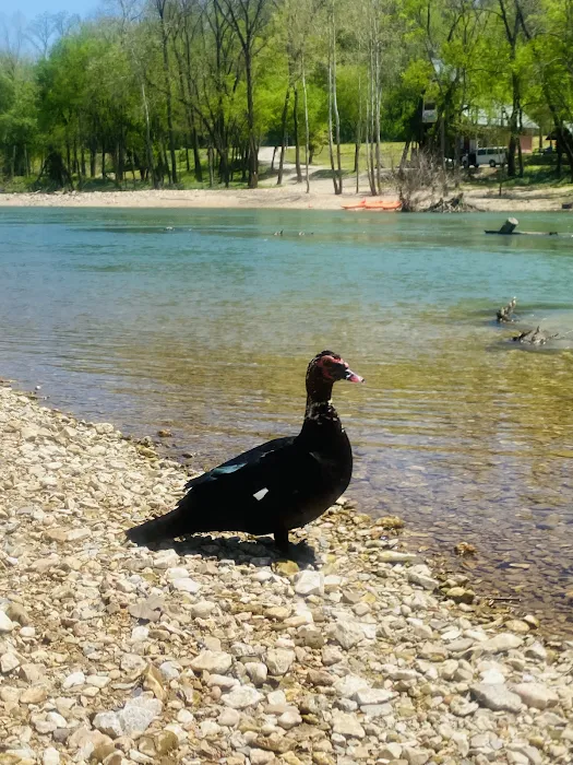 Shady Beach Campground Picture 4