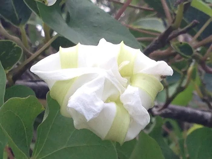 Lard Can Campsite Picture 6