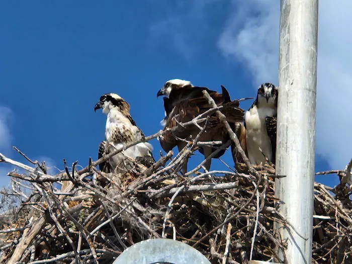 Flamingo Campground T Loop Picture 3