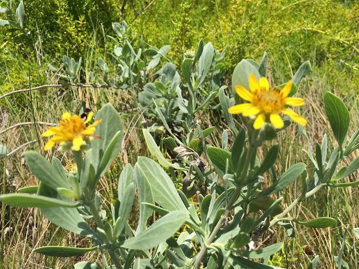 Flamingo Eco-Tent Campgrounds Picture 7