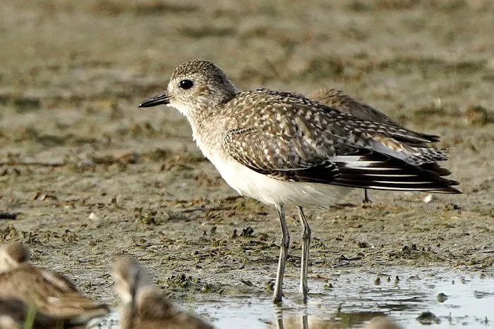 Walk-In Tent Camping Picture 3