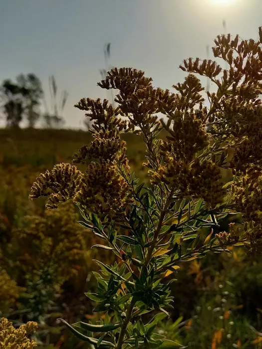 Big Stone Lake State Park Campground Picture 10