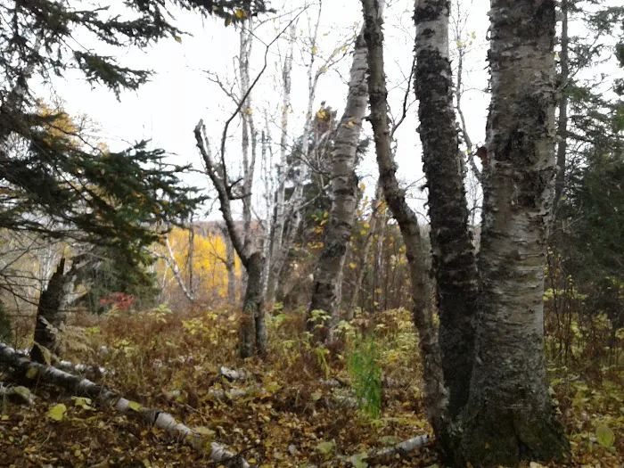 Sugarloaf Pond Camp Picture 10