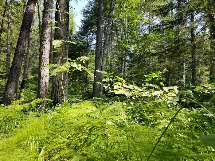 Temperance River Campground Picture 7