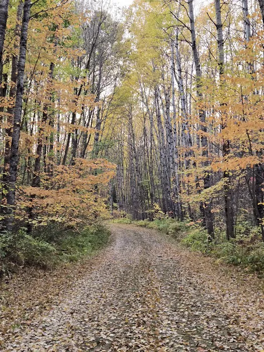 Koochiching State Forest Picture 3