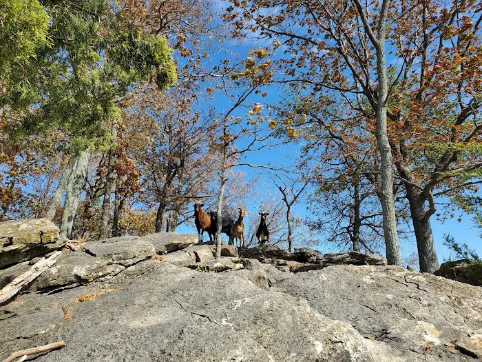 The real Goat Island Picture 2