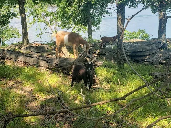 The real Goat Island Picture 3