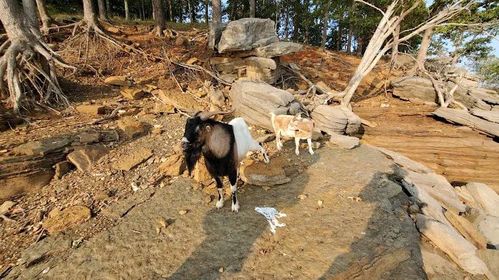 The real Goat Island Picture 8