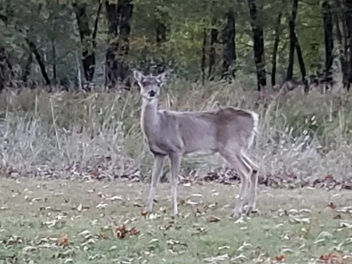 Cherokee Campground Picture 3