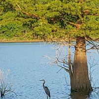 Snake Creek Campground ico