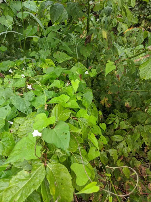 Whippoorwill Camp Ground Picture 3