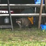 Ft Francis Campsite Voyager