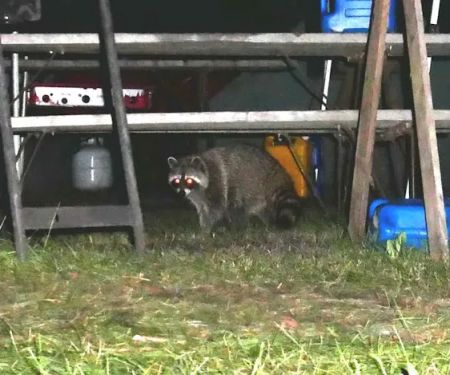 Ft Francis Campsite Voyager