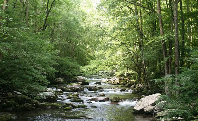 Johnson's Landing and Campground Picture 9