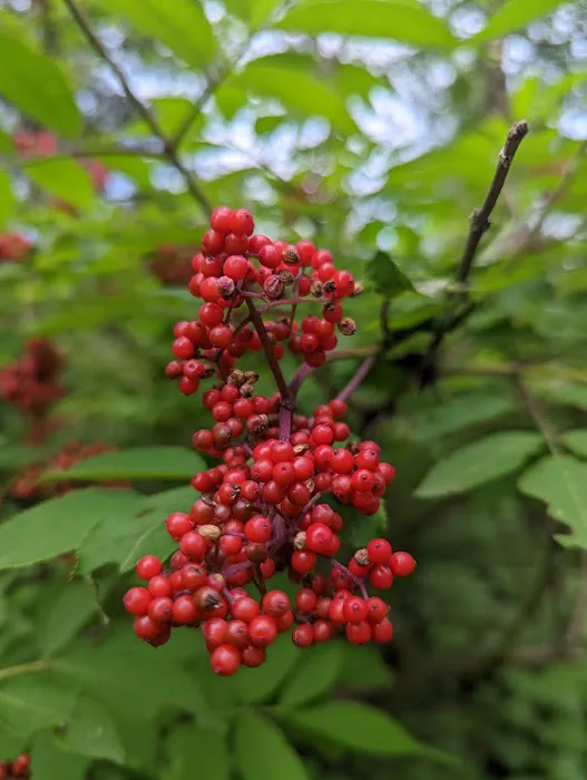 Clara Lake Rustic Campground Picture 6