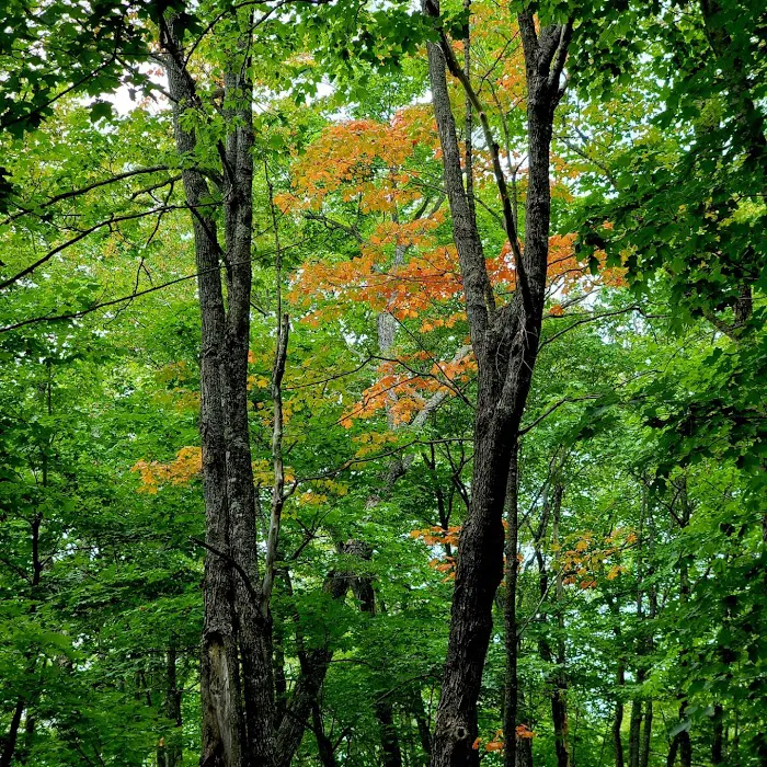East Rollins Creek Camp Picture 7
