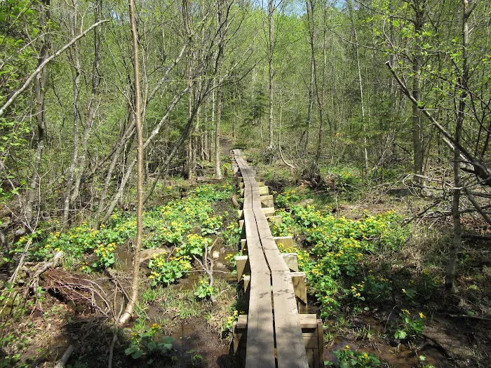 East Rollins Creek Camp Picture 9