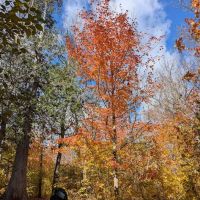 Jonvick Creek Camp ico