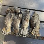 Lake Jeanette Campground & Backcountry Sites