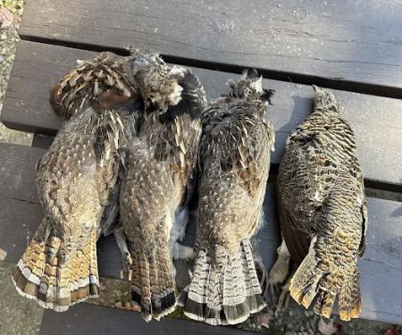 Lake Jeanette Campground & Backcountry Sites