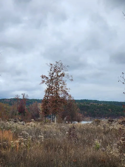 Holly Creek Campsite Picture 4