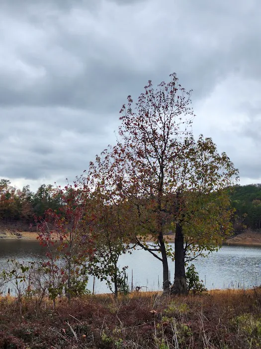 Holly Creek Campsite Picture 1