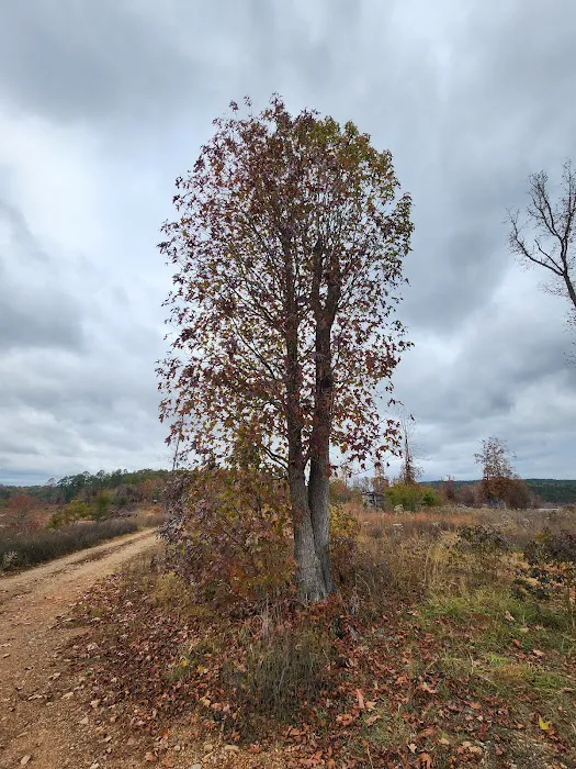 Holly Creek Campsite Picture 3