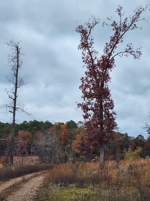 Holly Creek Campsite Picture 2