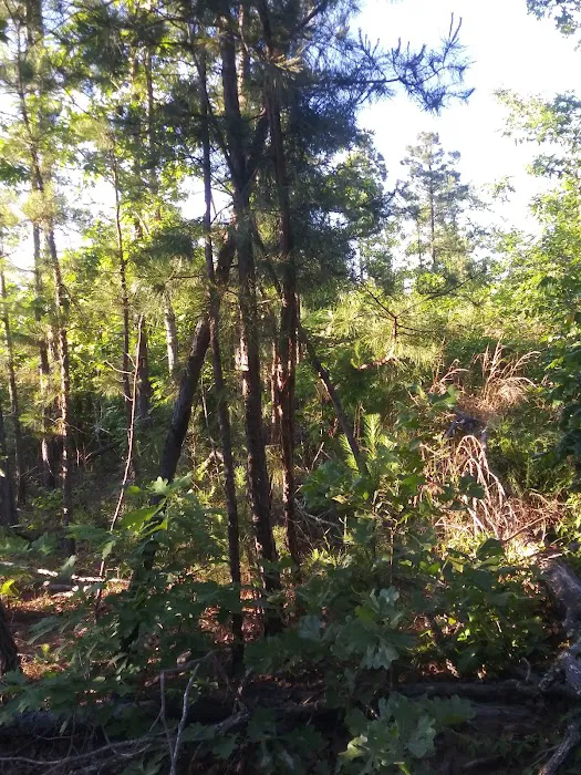Winding Stair Campground Picture 4