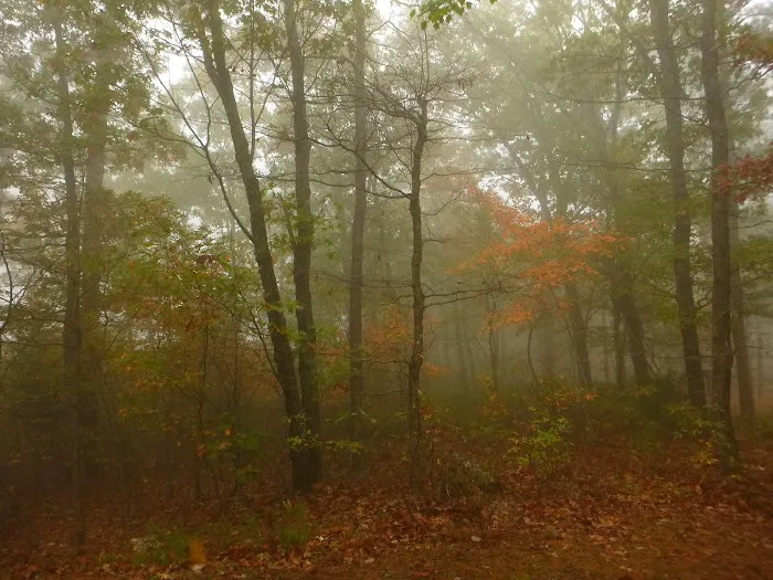 Winding Stair Campground Picture 7