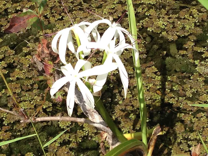 Little Rabbit Key Picture 9