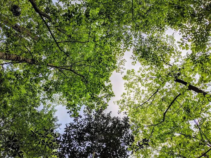 Tunica Hills Campground Picture 6