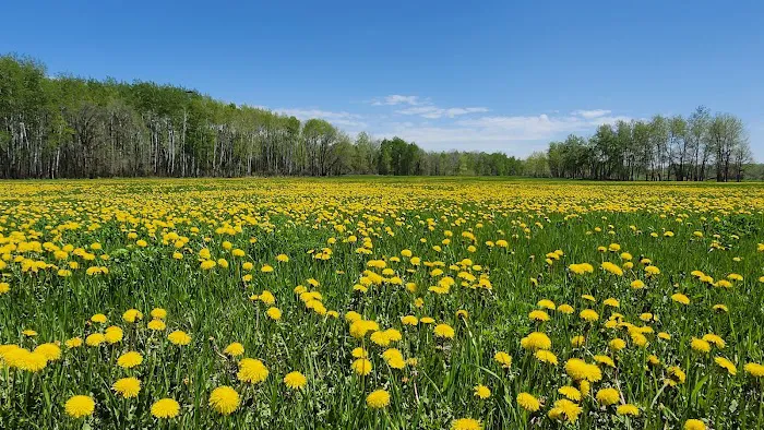 Little Elbow Lake Tribal Park/Campground Picture 6
