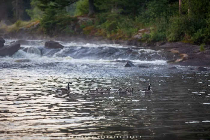 BWCA Camp Site Picture 3